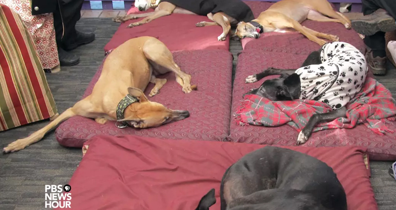 Animal rights activist cares for abused race dogs - PBS News Student ...